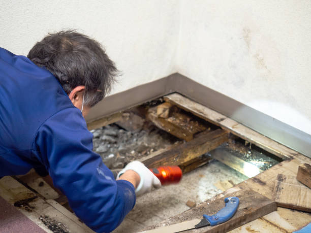 Best Black Mold Removal  in Lake Mills, IA