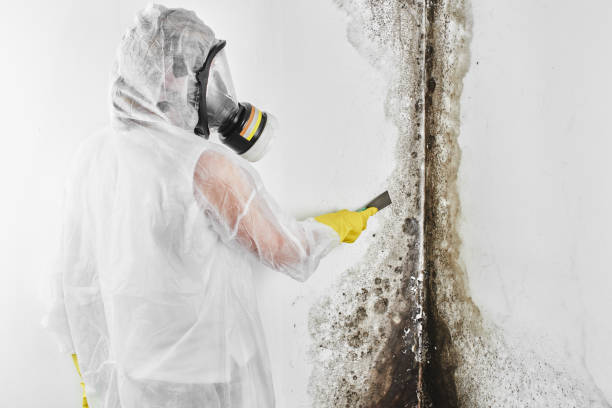 Best Residential Mold Removal  in Lake Mills, IA