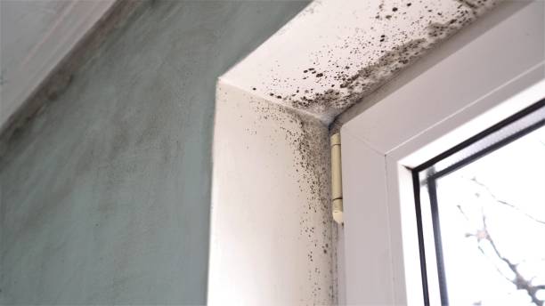 Best Commercial Mold Removal  in Lake Mills, IA