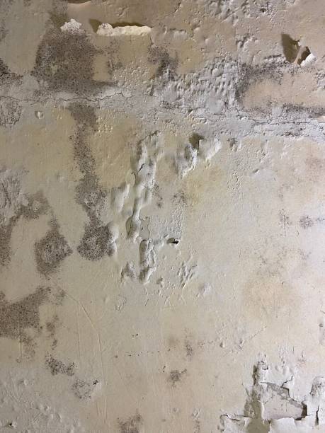 Best Mold Removal Specialists  in Lake Mills, IA