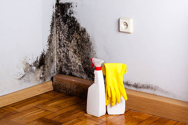 Best Mold Damage Repair  in Lake Mills, IA