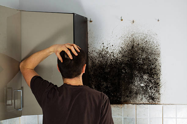 Attic Mold Removal in Lake Mills, IA