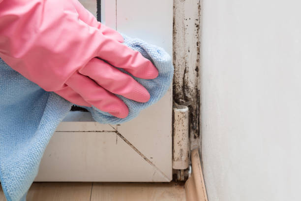 Best Attic Mold Removal  in Lake Mills, IA